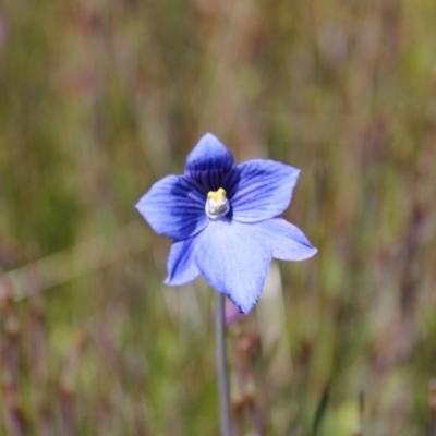 Thelymitra cyanea (Veined Sun Orchid) at Cotter River, ACT - 8 Jan 2023 by Tapirlord