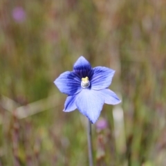 Thelymitra cyanea at Cotter River, ACT - suppressed