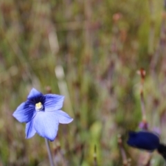 Thelymitra cyanea at Cotter River, ACT - suppressed