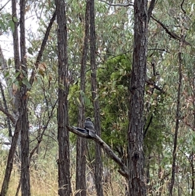 Aegotheles cristatus (Australian Owlet-nightjar) at Block 402 - 29 Jan 2023 by AJB