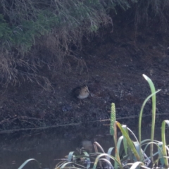 Gallinago hardwickii (Latham's Snipe) at Goulburn Wetlands - 26 Jan 2023 by Rixon