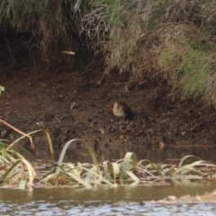 Gallinago hardwickii at Goulburn, NSW - 26 Jan 2023