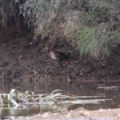 Gallinago hardwickii at Goulburn, NSW - 26 Jan 2023 06:17 PM