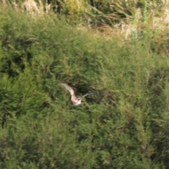 Gallinago hardwickii at Goulburn, NSW - 26 Jan 2023