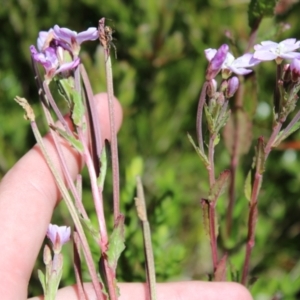 Epilobium gunnianum at Cotter River, ACT - 8 Jan 2023 10:15 AM