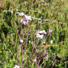 Epilobium gunnianum at Cotter River, ACT - 8 Jan 2023 10:15 AM