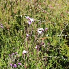 Epilobium gunnianum at Cotter River, ACT - 8 Jan 2023 10:15 AM