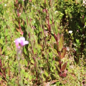 Epilobium gunnianum at Cotter River, ACT - 8 Jan 2023 10:15 AM