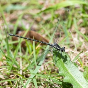 Austroargiolestes icteromelas icteromelas at Penrose, NSW - 26 Oct 2022 12:29 PM