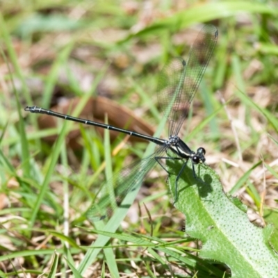 Austroargiolestes icteromelas icteromelas (Common Flatwing) at Penrose - 26 Oct 2022 by NigeHartley