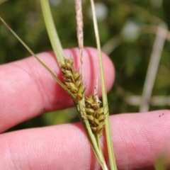 Carex blakei (Blake's Sedge) at Cotter River, ACT - 7 Jan 2023 by Tapirlord