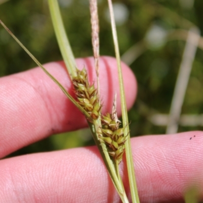 Carex blakei (Blake's Sedge) at Cotter River, ACT - 8 Jan 2023 by Tapirlord