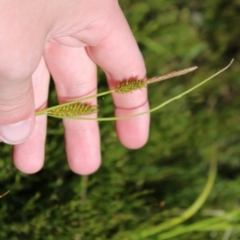 Carex blakei at Cotter River, ACT - 8 Jan 2023