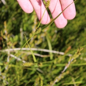Carex blakei at Cotter River, ACT - 8 Jan 2023