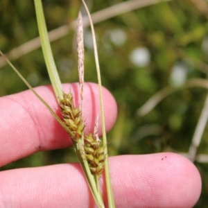 Carex blakei at Cotter River, ACT - 8 Jan 2023