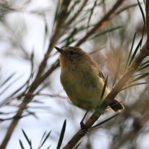 Acanthiza nana at Goulburn, NSW - 26 Jan 2023