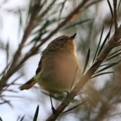 Acanthiza nana at Goulburn, NSW - 26 Jan 2023