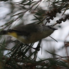 Acanthiza chrysorrhoa (Yellow-rumped Thornbill) at Goulburn Wetlands - 26 Jan 2023 by Rixon