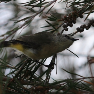 Acanthiza chrysorrhoa (Yellow-rumped Thornbill) at Goulburn Wetlands - 26 Jan 2023 by Rixon