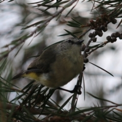 Acanthiza chrysorrhoa at Goulburn, NSW - 26 Jan 2023 06:35 PM