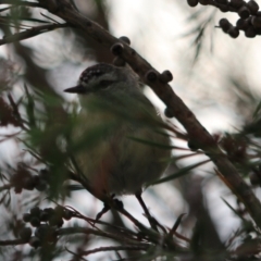 Acanthiza chrysorrhoa at Goulburn, NSW - 26 Jan 2023