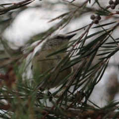 Acanthiza chrysorrhoa at Goulburn, NSW - 26 Jan 2023