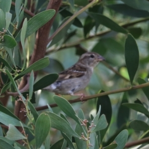 Passer domesticus at Goulburn, NSW - 26 Jan 2023