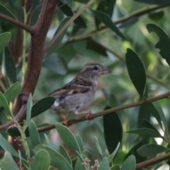 Passer domesticus at Goulburn, NSW - 26 Jan 2023