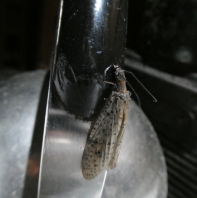 Archichauliodes (Riekochauliodes) guttiferus (Dobsonfly or Fishfly) at Mongarlowe River - 24 Dec 2021 by arjay