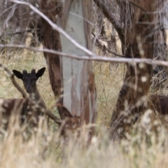 Dama dama (Fallow Deer) at Goulburn, NSW - 27 Jan 2023 by Rixon