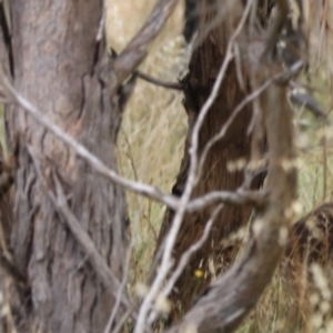 Dama dama at Goulburn, NSW - suppressed