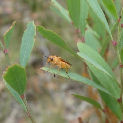 Pseudoperga guerinii (A sawfly) at Charleys Forest, NSW - 16 Jan 2022 by arjay