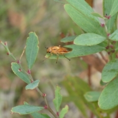 Pseudoperga lewisii at Charleys Forest, NSW - suppressed