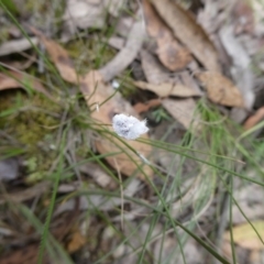 Unidentified Scale insect or Mealybug (Hemiptera, Coccoidea) at Charleys Forest, NSW - 16 Jan 2022 by arjay