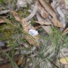 Monophlebulus sp. (genus) at Mongarlowe River - 16 Jan 2022 by arjay