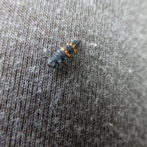 Harmonia conformis at Charleys Forest, NSW - suppressed