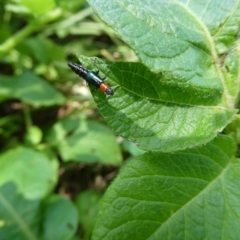 Melyridae (family) (Soft-winged flower beetle) at QPRC LGA - 14 Nov 2021 by arjay