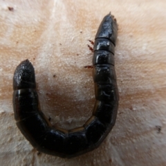 Tenebrionidae (family) (Darkling beetle) at Charleys Forest, NSW - 27 Jun 2021 by arjay