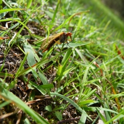 Chorista australis (Autumn scorpion fly) at QPRC LGA - 5 Apr 2020 by arjay