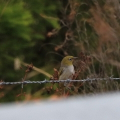 Zosterops lateralis (Silvereye) at Goulburn, NSW - 26 Jan 2023 by Rixon