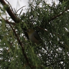 Zosterops lateralis at Goulburn, NSW - 27 Jan 2023 09:11 AM