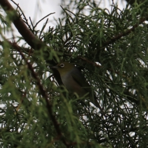 Zosterops lateralis at Goulburn, NSW - 27 Jan 2023