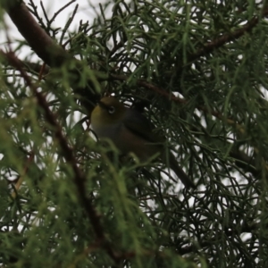 Zosterops lateralis at Goulburn, NSW - 27 Jan 2023 09:11 AM