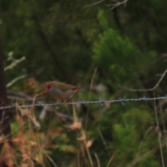 Neochmia temporalis (Red-browed Finch) at Goulburn, NSW - 27 Jan 2023 by Rixon