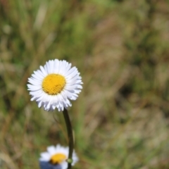 Brachyscome scapigera (Tufted Daisy) at Namadgi National Park - 7 Jan 2023 by Tapirlord