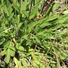 Brachyscome scapigera at Cotter River, ACT - 8 Jan 2023