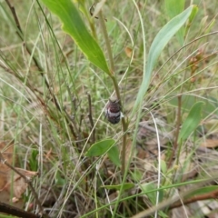 Platybrachys sp. (genus) (A gum hopper) at Charleys Forest, NSW - 30 Jan 2022 by arjay