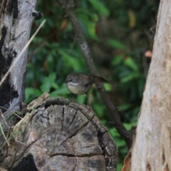 Sericornis frontalis (White-browed Scrubwren) at Goulburn, NSW - 26 Jan 2023 by Rixon