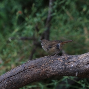 Sericornis frontalis at Goulburn, NSW - 27 Jan 2023 09:34 AM