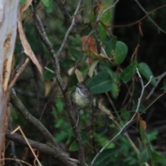 Sericornis frontalis at Goulburn, NSW - 27 Jan 2023